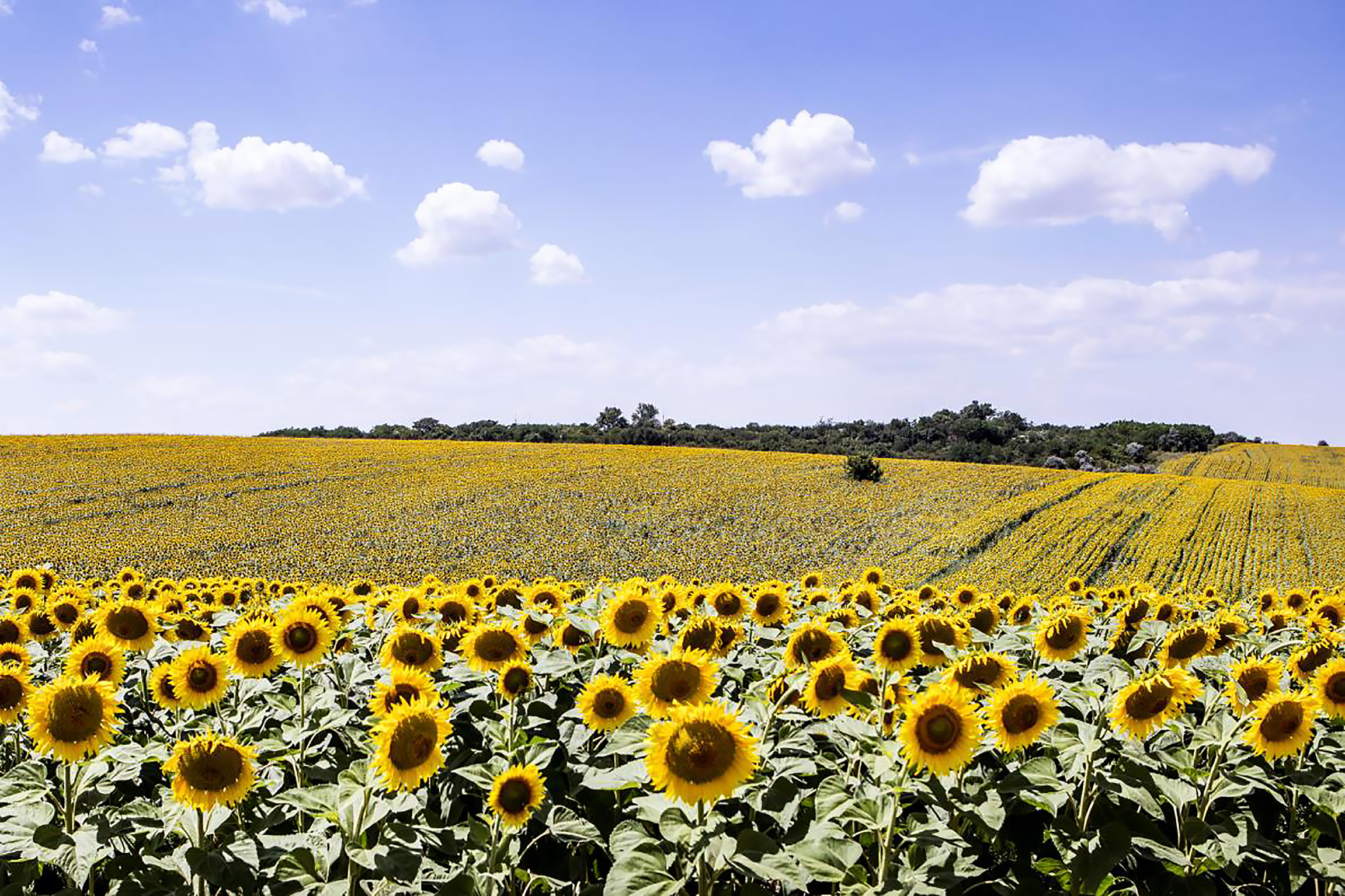 BASF Enters Sunflower Seed Market Seed Today