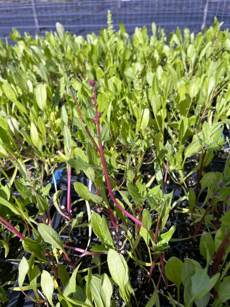 Organic Seed Alliance Spinach Trial Underway to Inform Seed Production