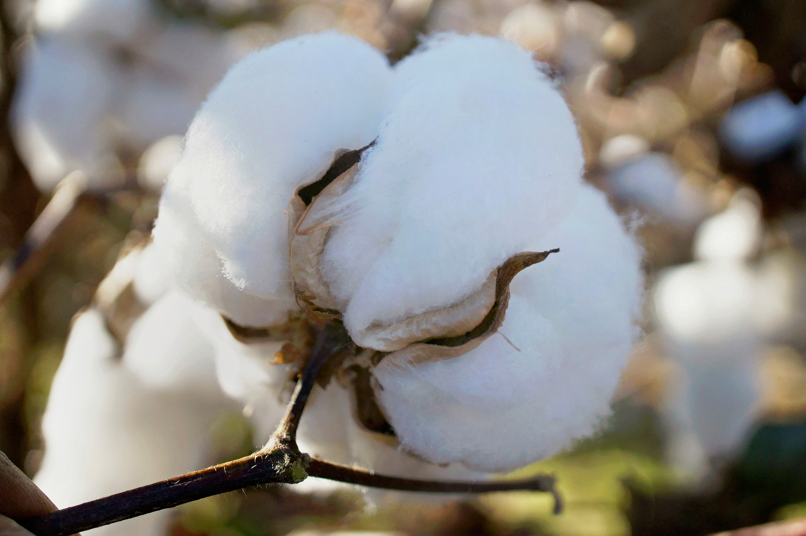 Pima Cotton Is Seen As A New Option In Texas Seed Today