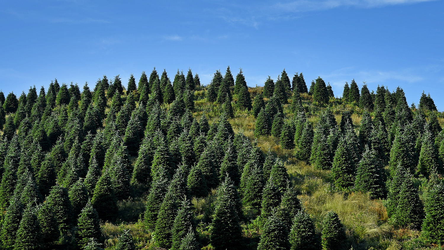 three-benefits-of-genetically-improved-christmas-trees-seed-today