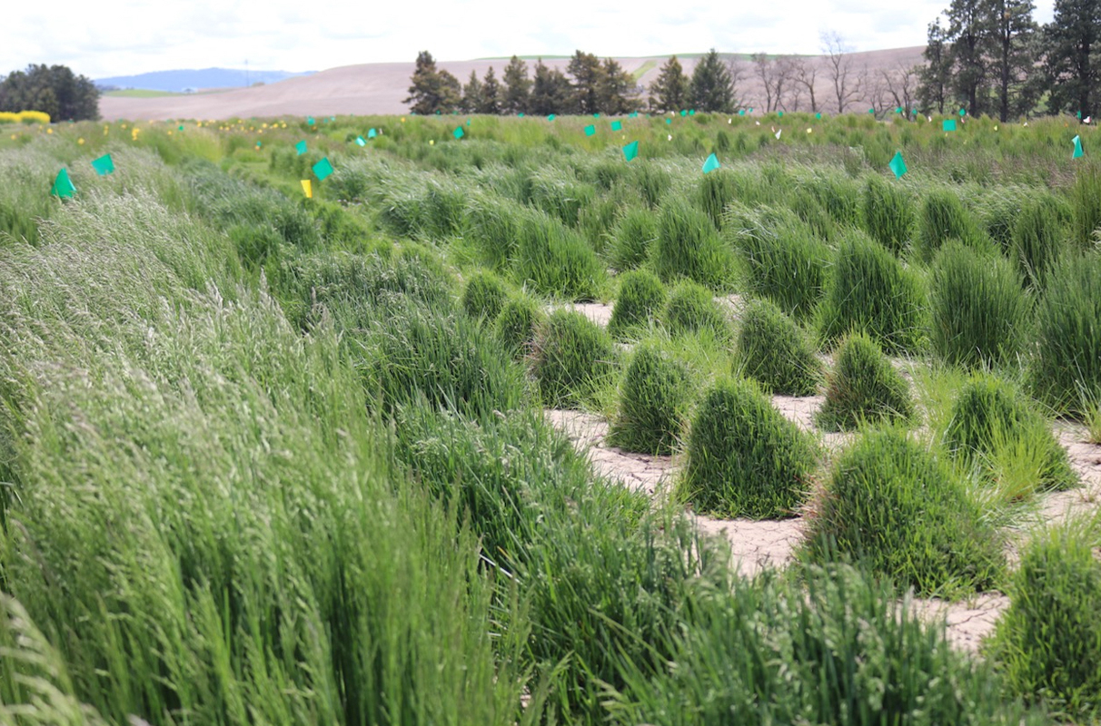 Washington State University Turfgrass Farm Debuts Grasses of…