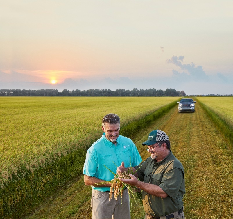 RiceTec Releases Product LineUp For Fall Sales Seed Today