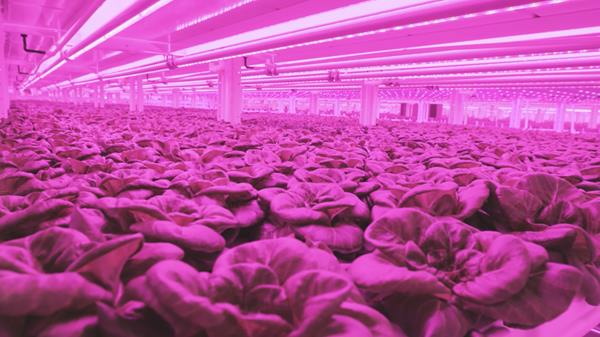 Seed Today | Kalera Acquires Vindara To Unlock The “Power of the…