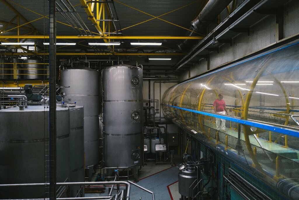 Seeds of Change For Dijon Mustard Amid Shortage Seed Today