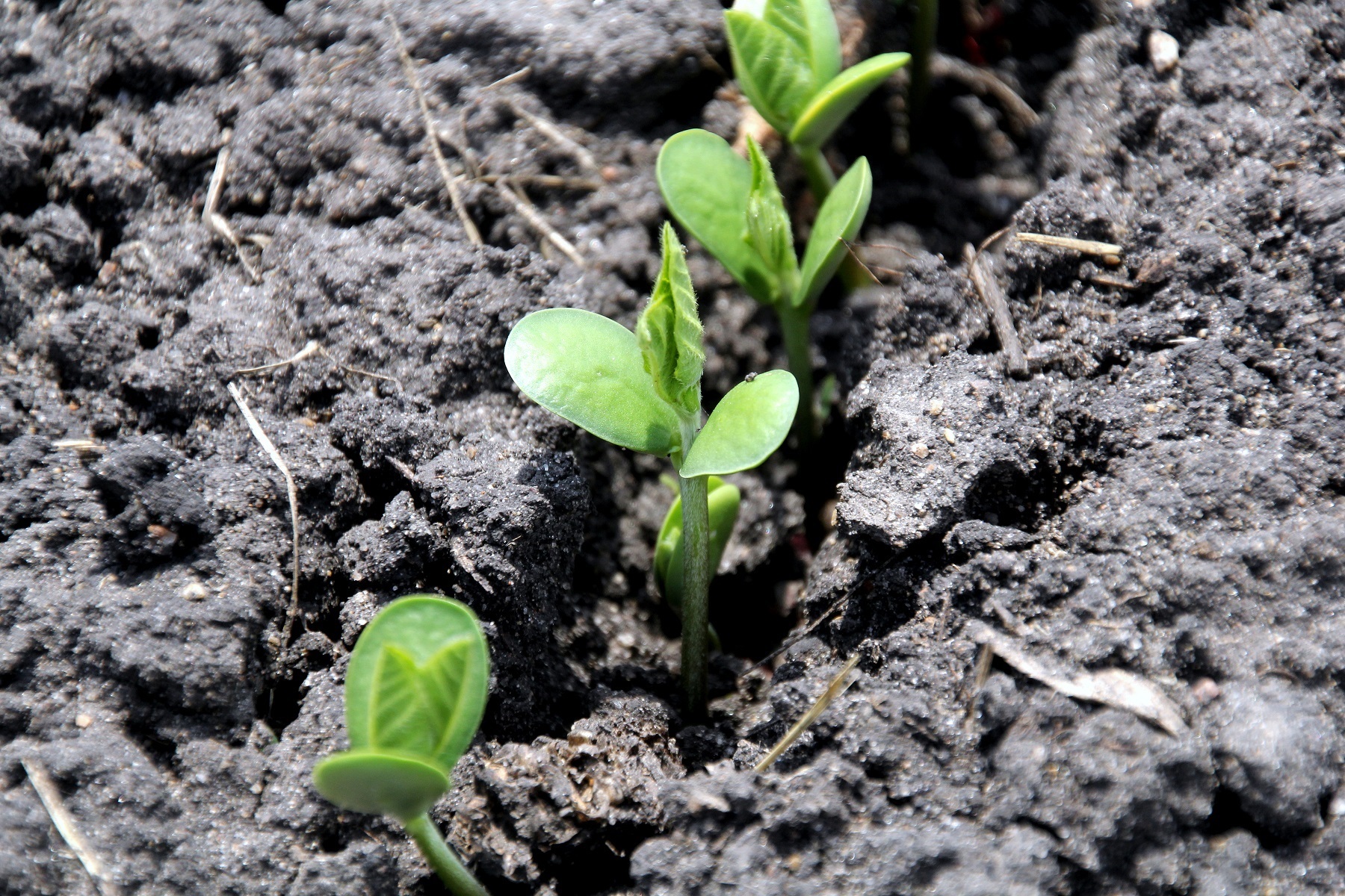 Nutrien Partners With The Iowa Soybean Research Center at Iowa…