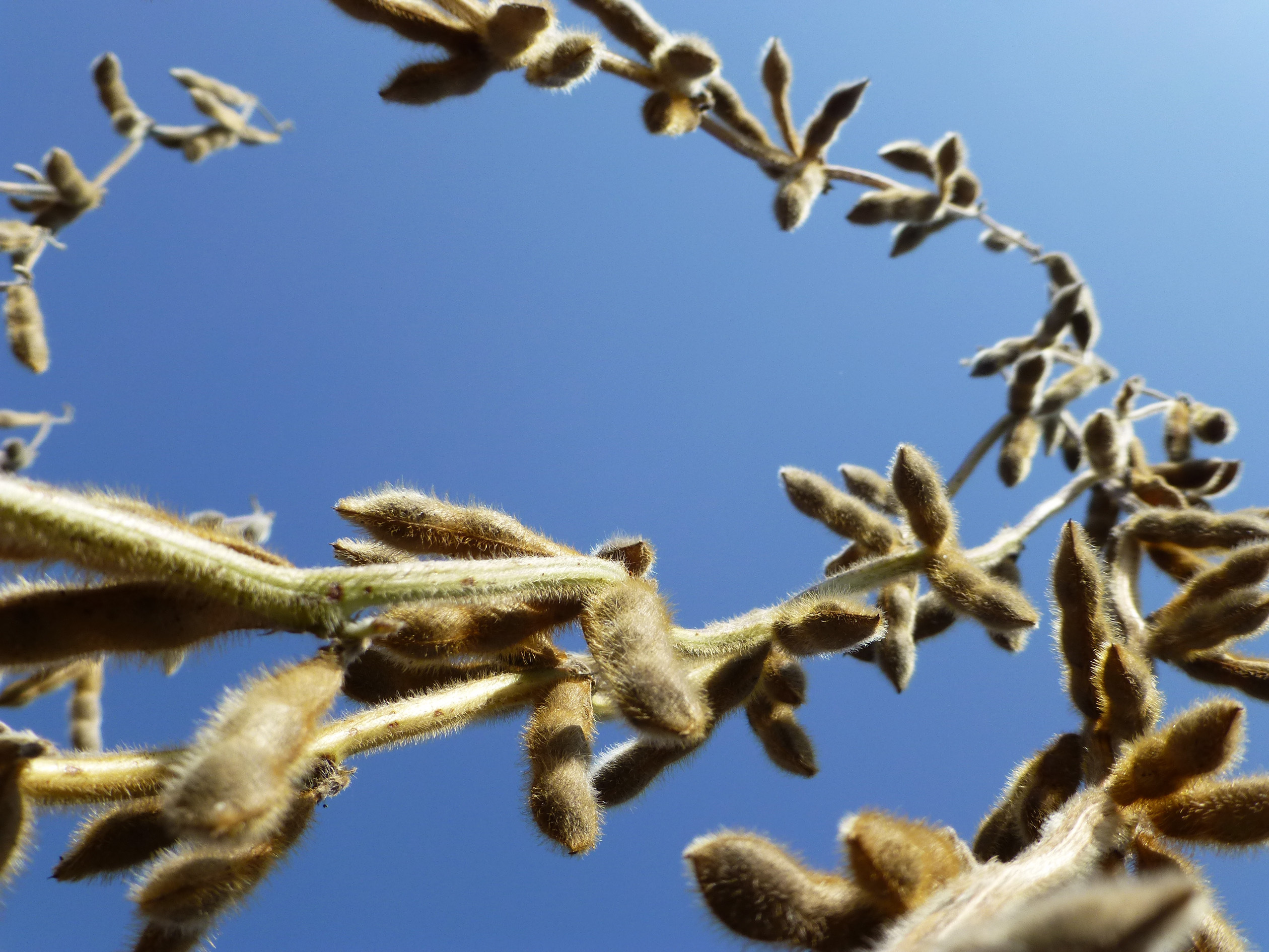 Latham HiTech Seeds Partners With The Iowa Soybean Research Center at