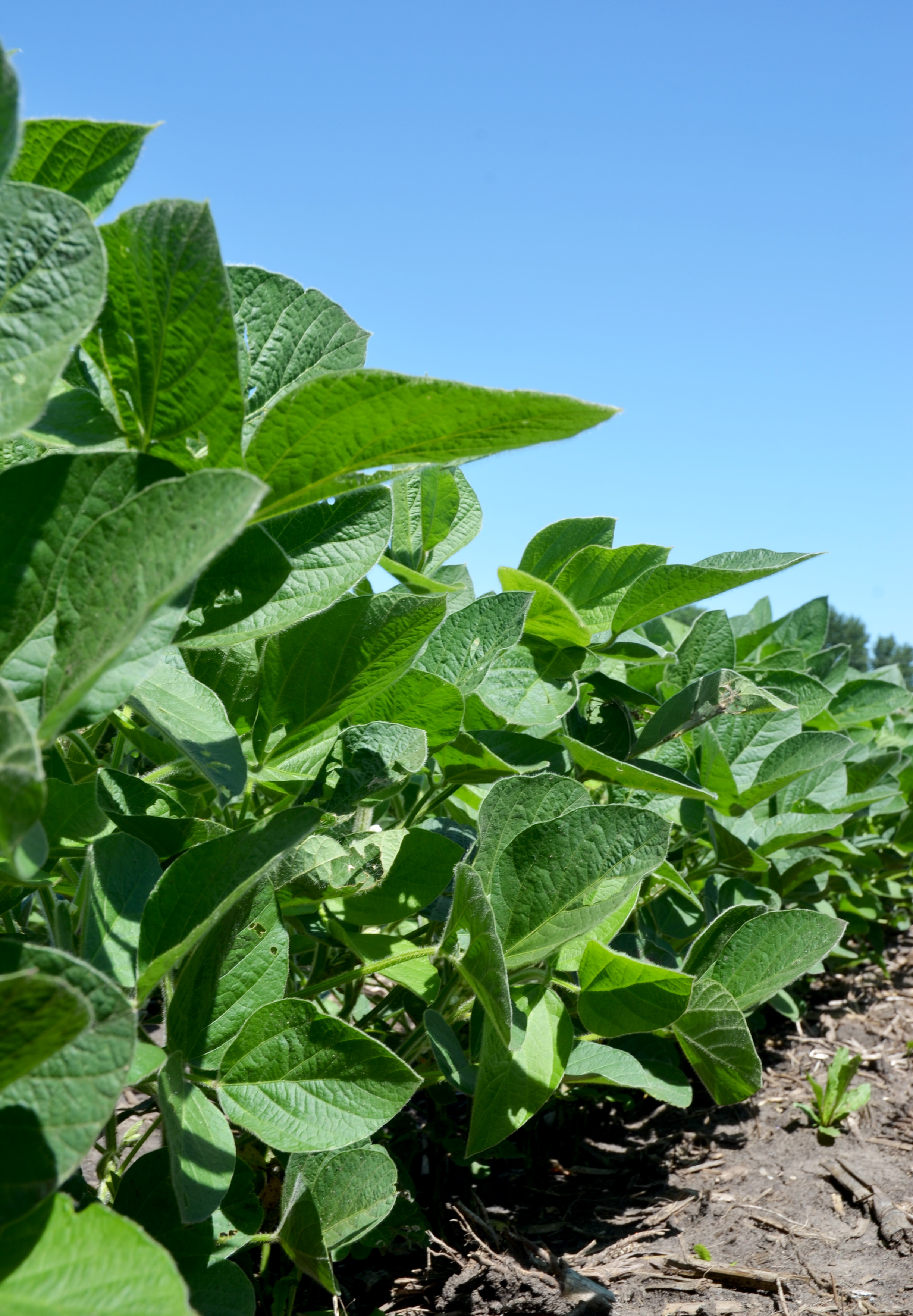 GDM Partners With Iowa Soybean Research Center at Iowa State… Seed