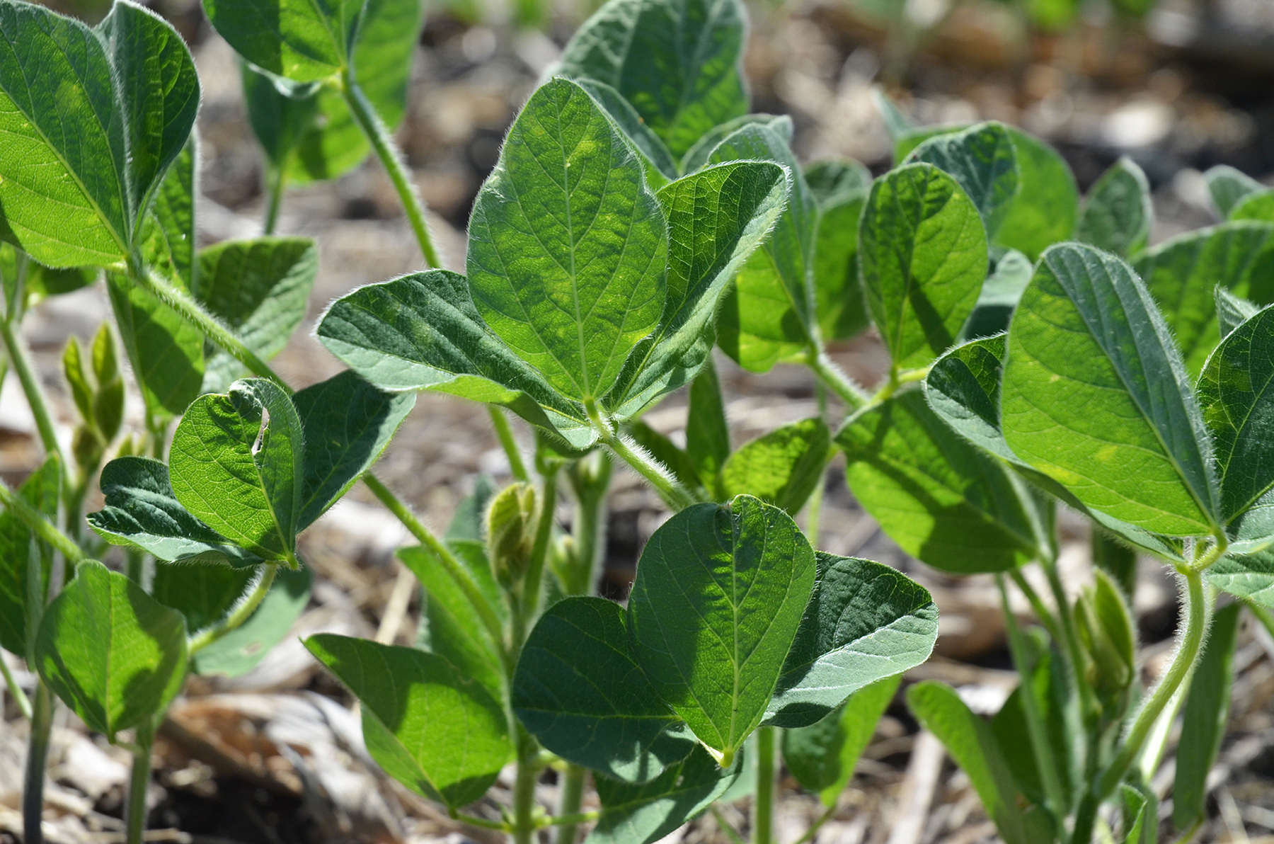 UPL Partners With Iowa Soybean Research Center at Iowa State… Seed