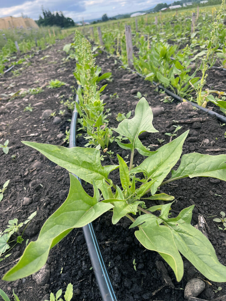 Organic Seed Alliance Spinach Trial Underway to Inform Seed Production