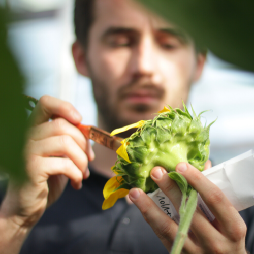 MAS Seeds Celebrates 40 Years Of Sunflower Innovation Seed Today