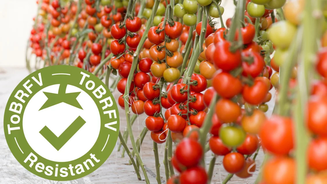 “ToBRFV Resistant” Seal Signals Rugose Resistance in Tomatoes…