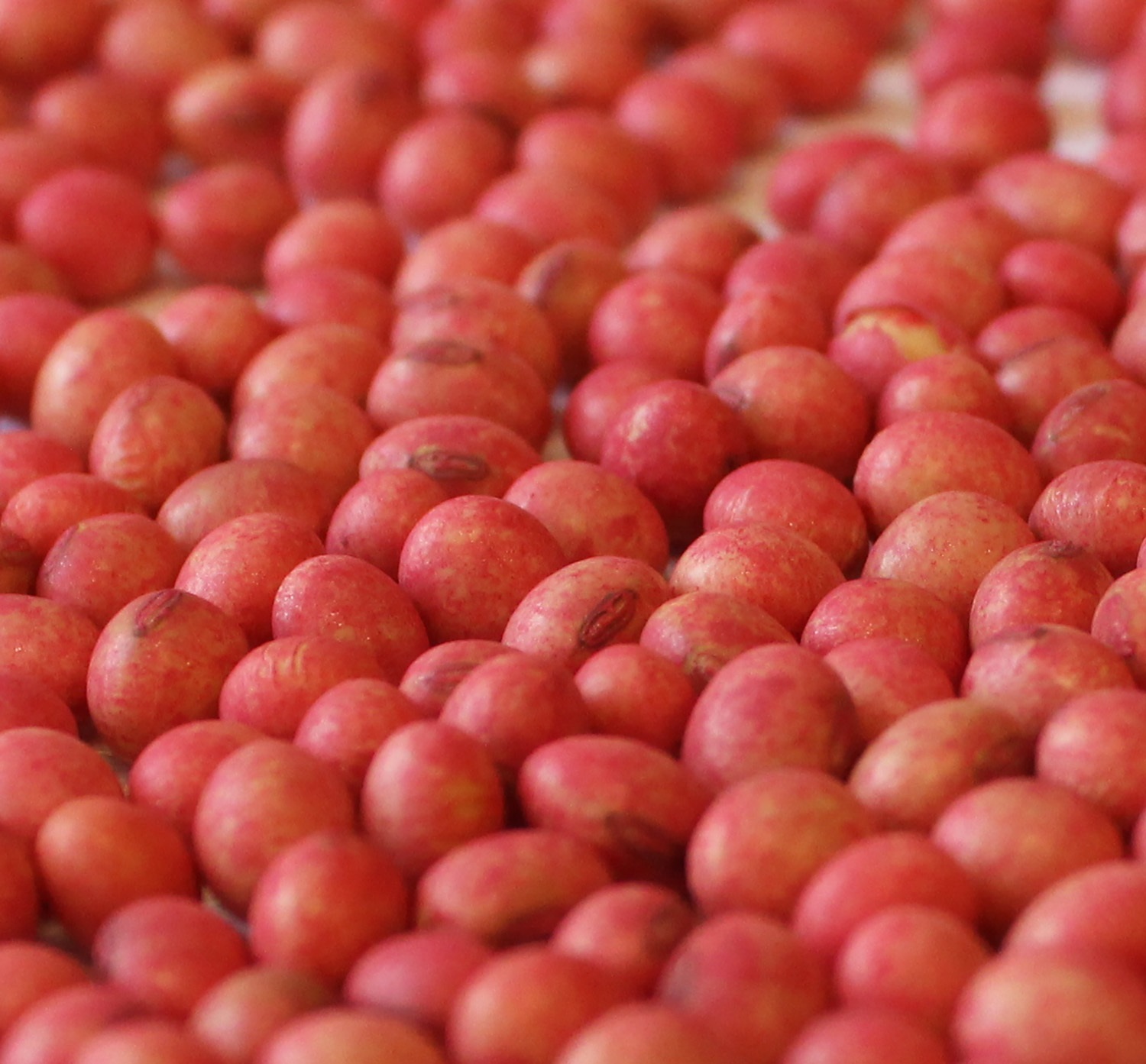 Albaugh Partners With Iowa Soybean Research Center at Iowa State…