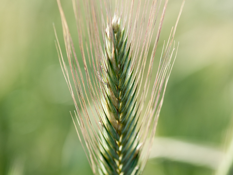 Research Explores How Winter Rye Varieties Can Suit Different Climates