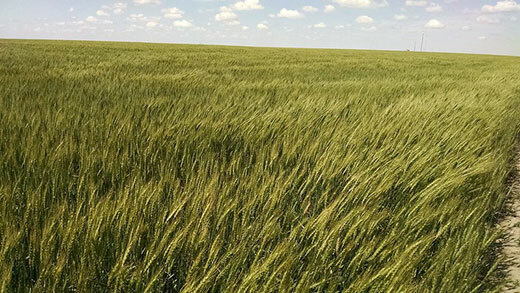 kansas-state-entomologist-urges-growers-to-be-on-lookout-for-insect