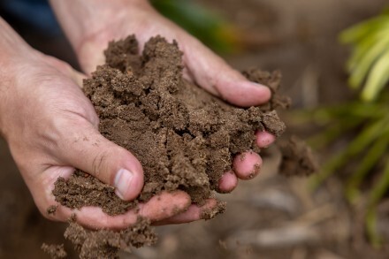 Rubens Diogo, a postdoctoral researcher in the Jean-Michel Ané Lab, shows the texture of the soil in the Central Sands region at Hancock Agricultural Research Station in Hancock, Wis. The soil, which the Wisconsin DNR calls “excessively drained, with very rapid permeability, very low available water capacity, and low nutrient status” is perfect for the lab’s research. Image courtesy of Michael P. King/University of Wisconsin-Madison