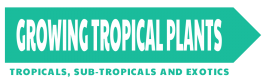 Growing Tropical Plants