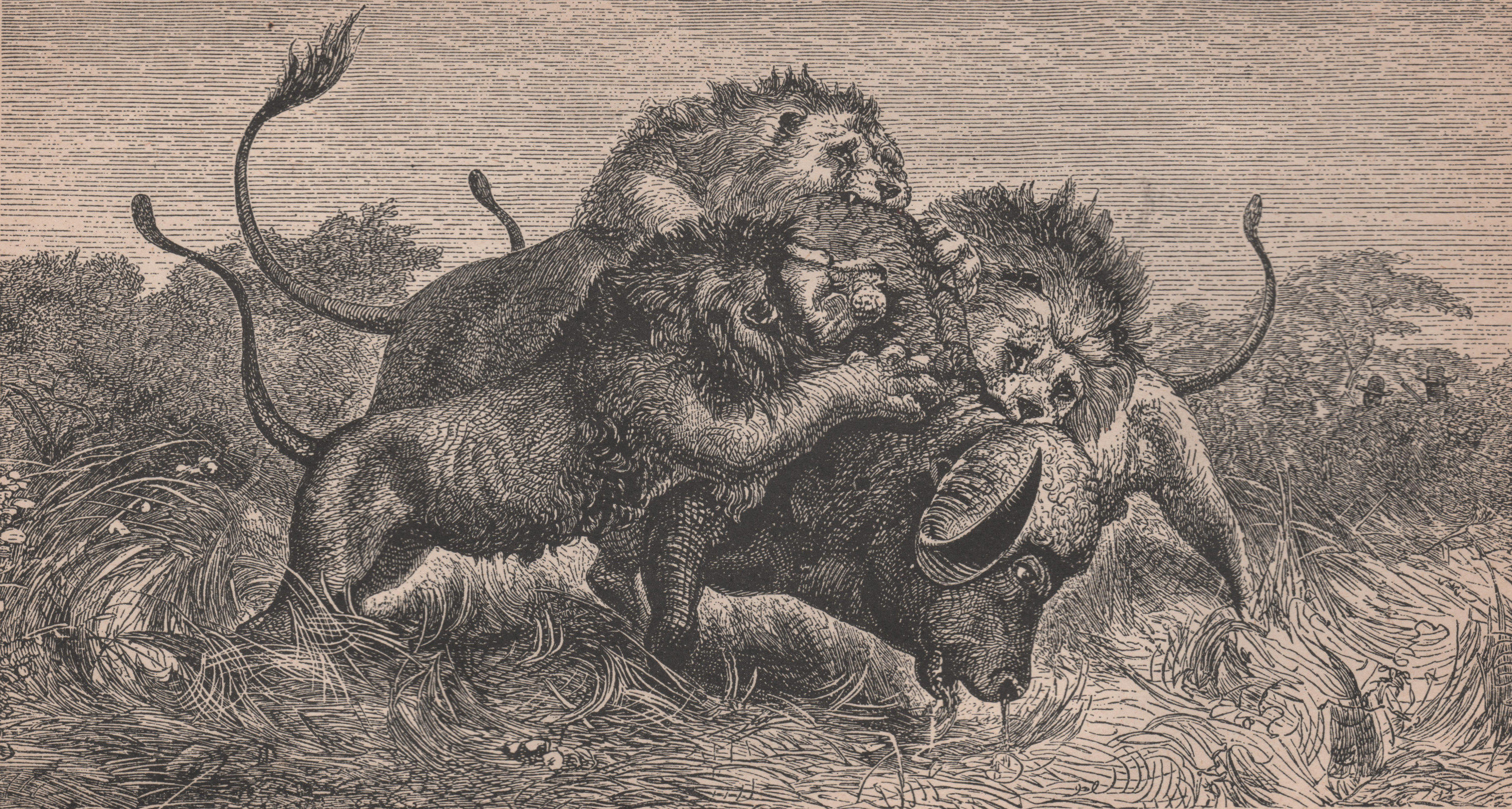 A Tale of Three Lions, and On Going Back