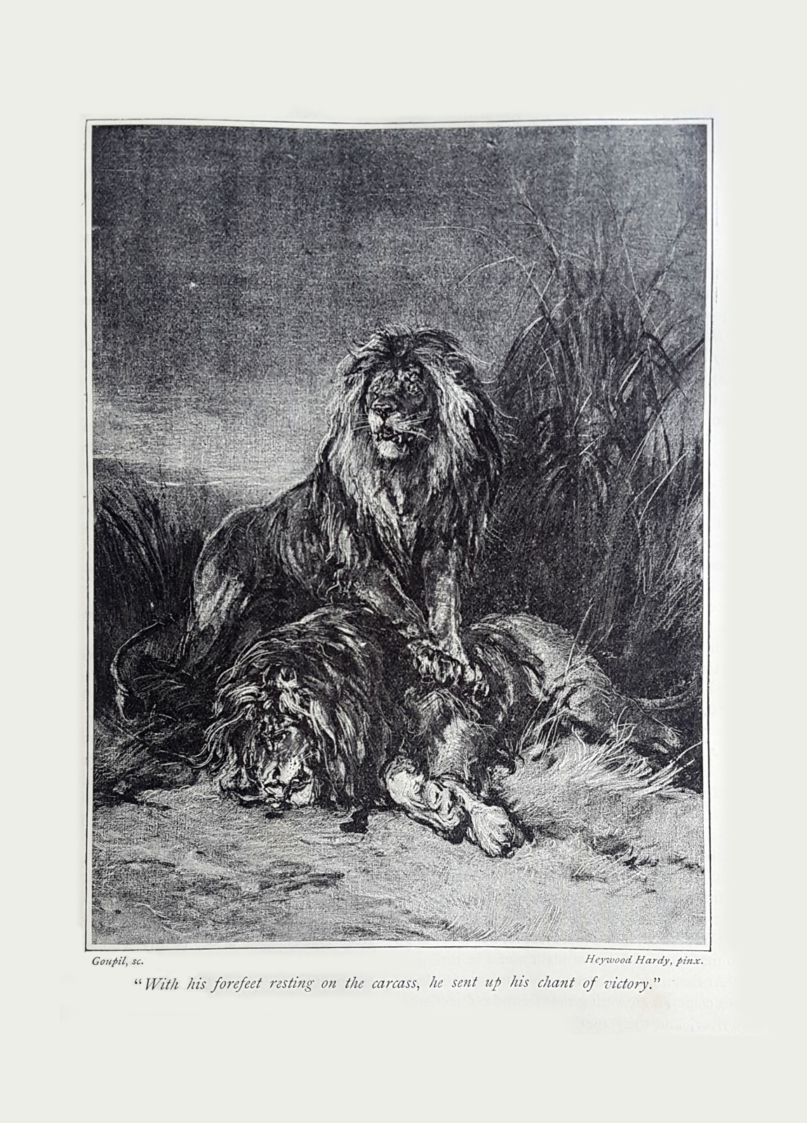 With his forefeet resting on the carcass, he sent up his chant of victory