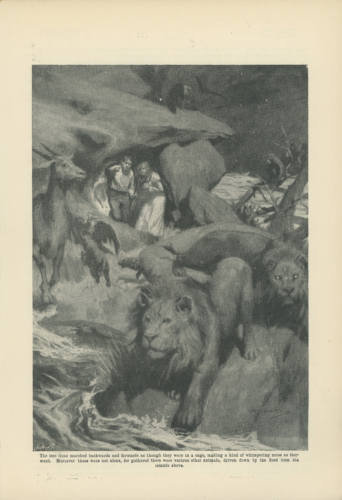 The two lions marched backwards and forwards as though they were in a cage, making a kind of whimpering noise as they went