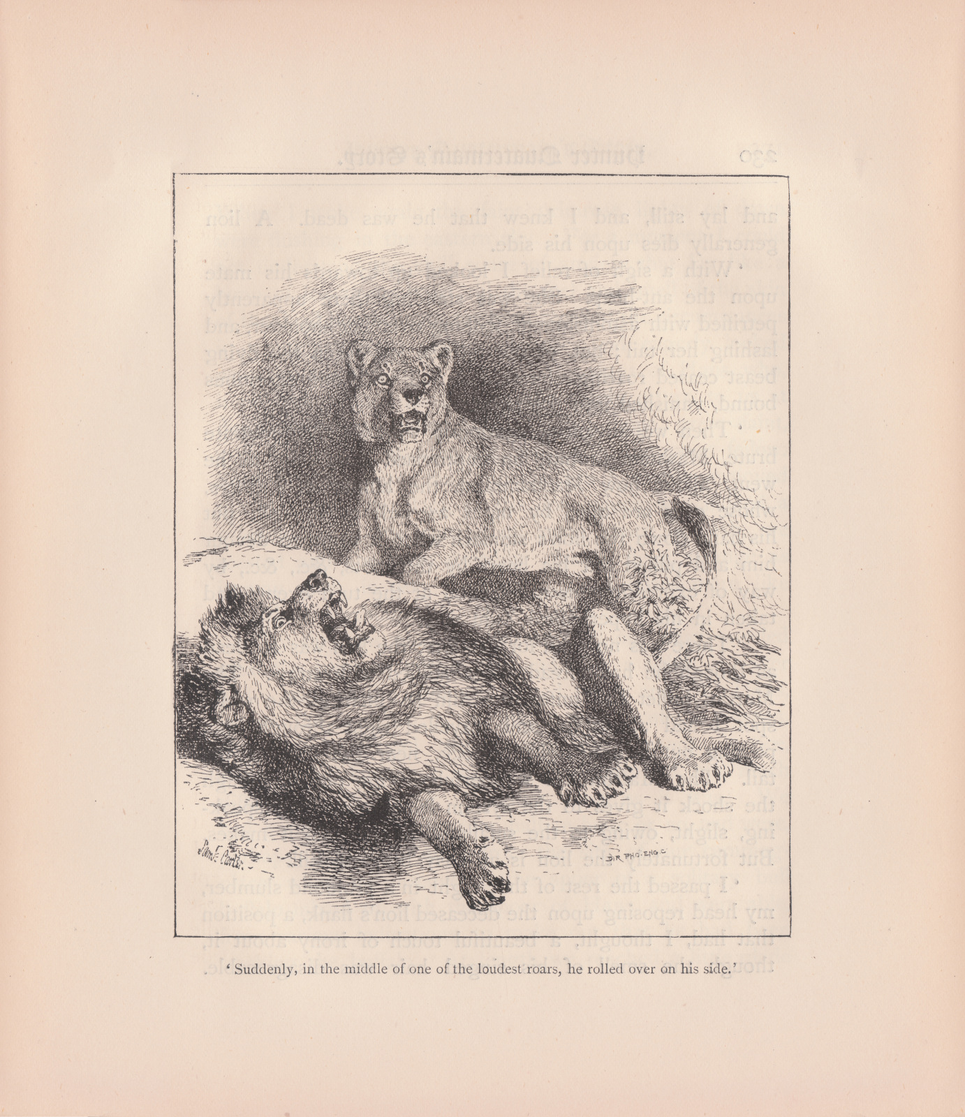 'Suddenly, in the middle of one of the loudest roars, he rolled on his side.' Suddenlyin229