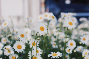 Prepipng-your-landscape-for-winter-Perennial-flowers