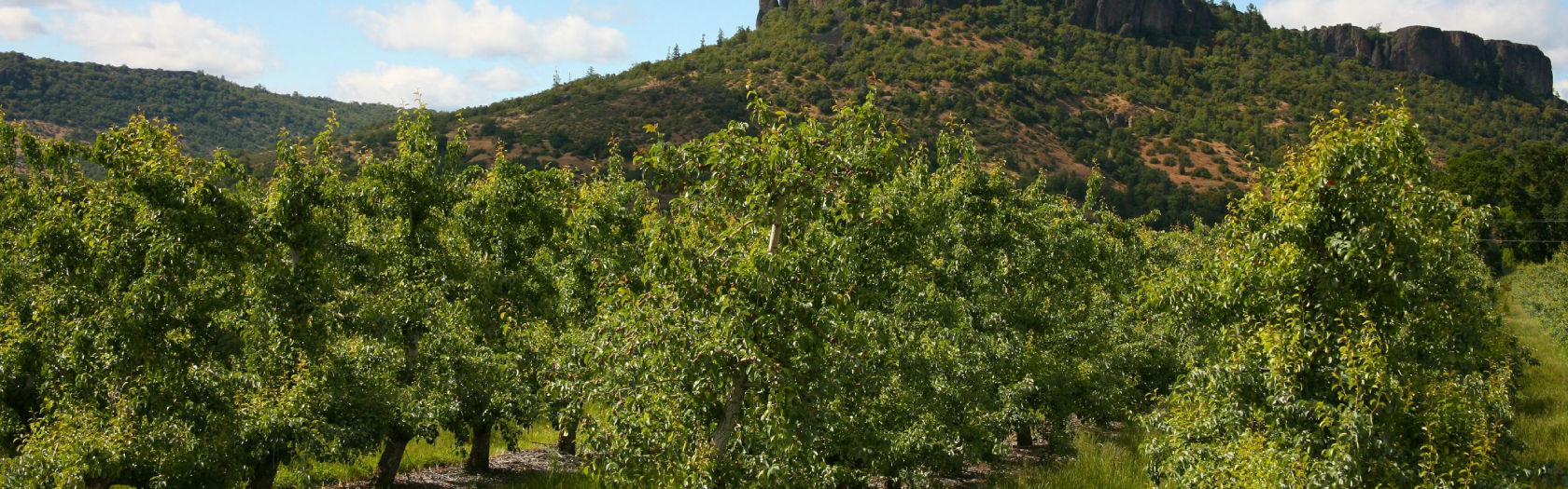 Springbrook New Home Community Medford Hayden Homes