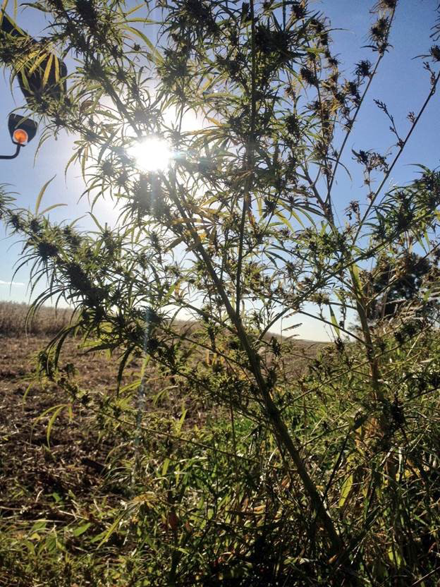 Ditchweed