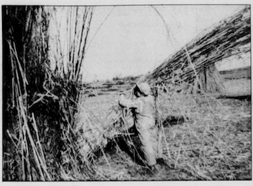 Harvesting+hemp+field360x240