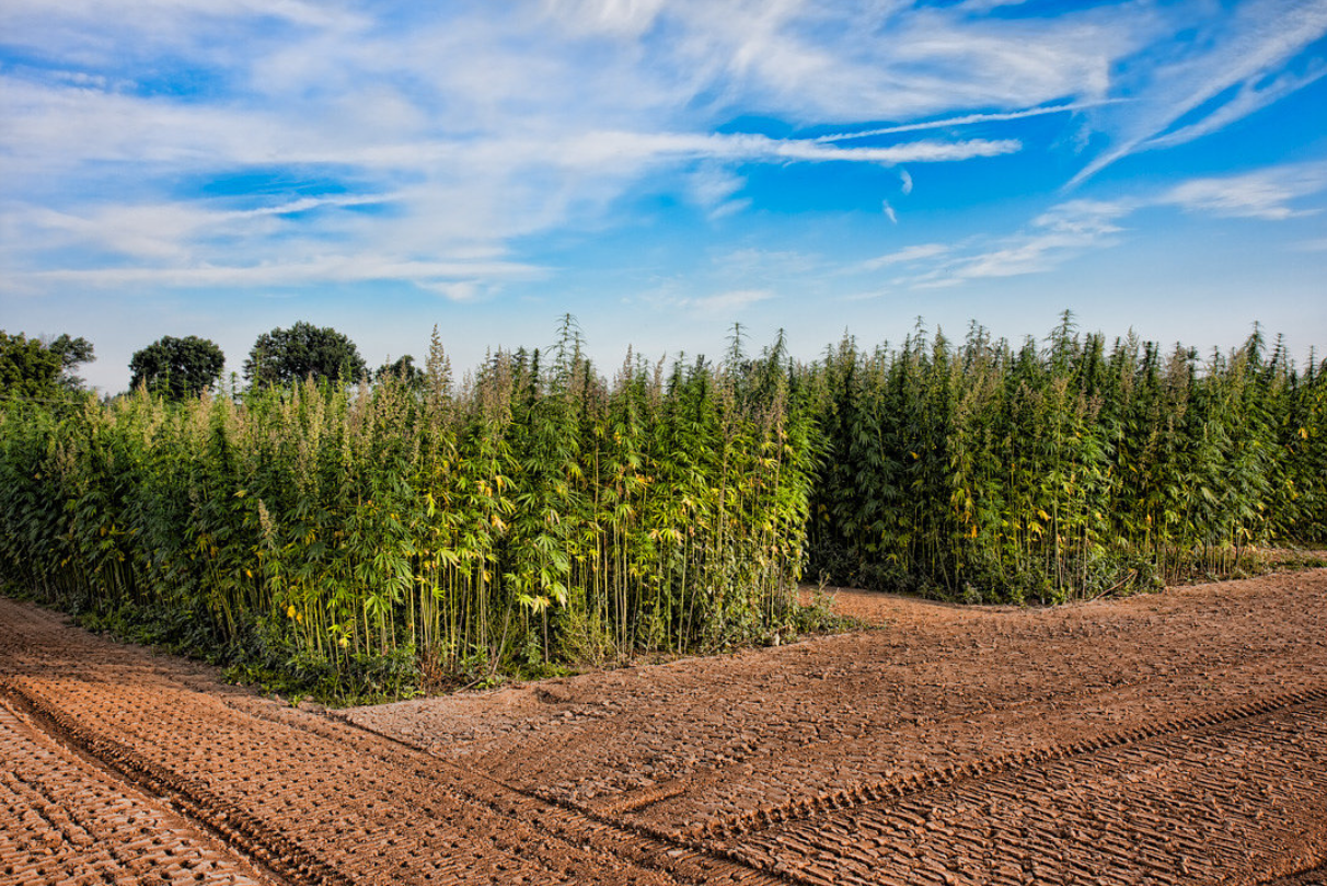 Hemptestcrops