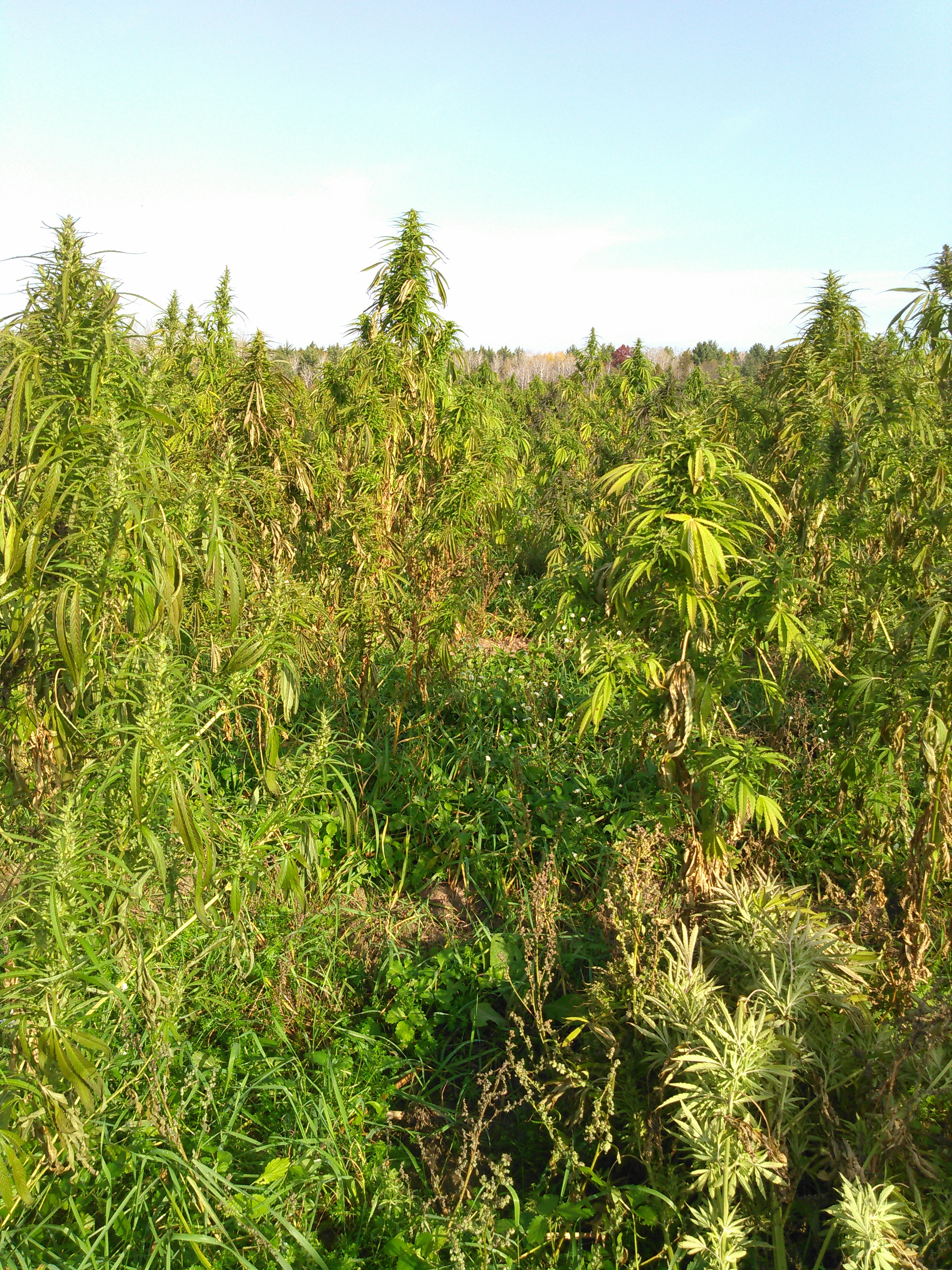 Menomineehempfield