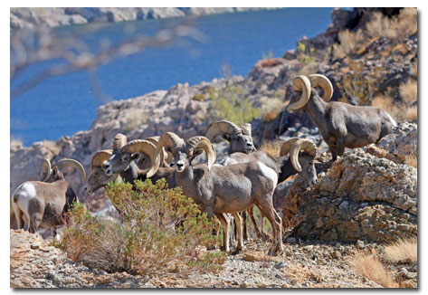 Mohave County Realtor Mohave County Realtor