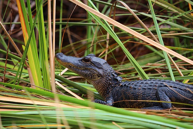 Williston, FL Wildlife Crocodile in Williston, FL