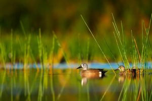 Venice Florida Real Estate Venice Florida Real Estate