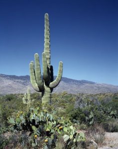 Bisbee AZ Homes for Sale Bisbee AZ Homes for Sale