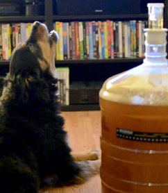 dogs and hops