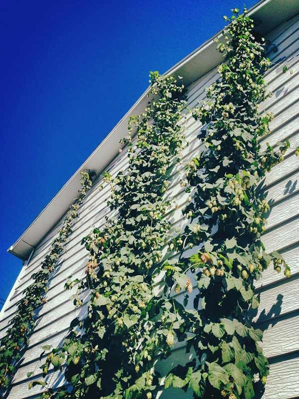 How to Harvest, Prepare and Store Homegrown Hops American Homebrewers