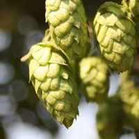 hop storage
