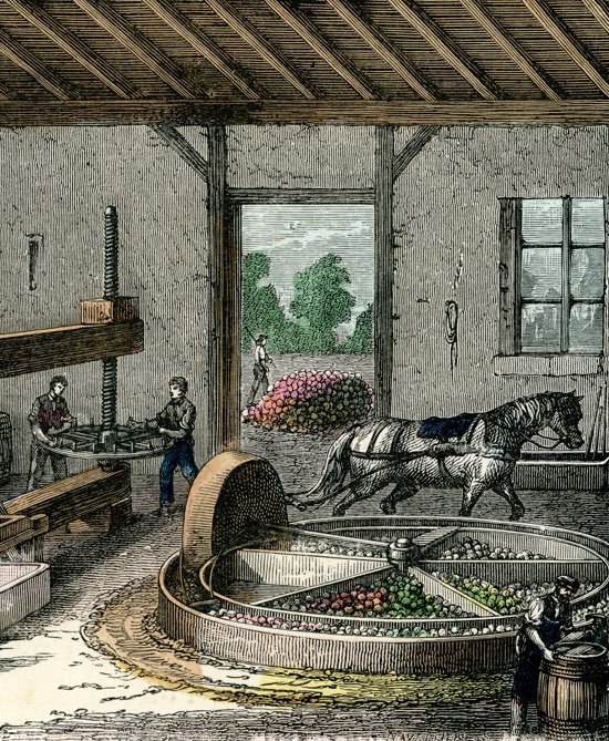 Cider American Homebrewers Association