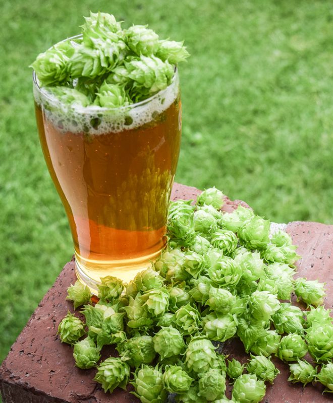 Hop Facts