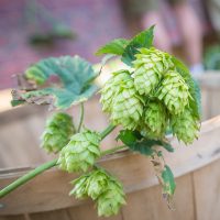 What in the hell is wet hopping beer?