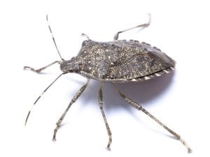brown marmorated stink bug