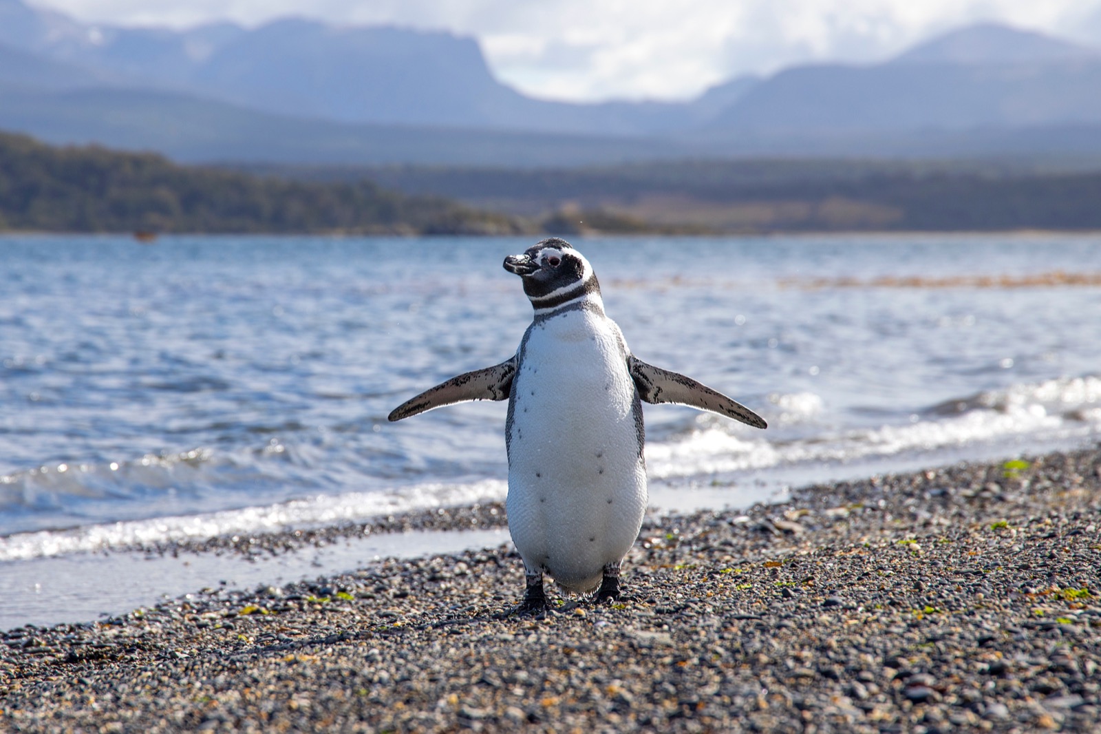 Magdalena Island - Punta Arenas