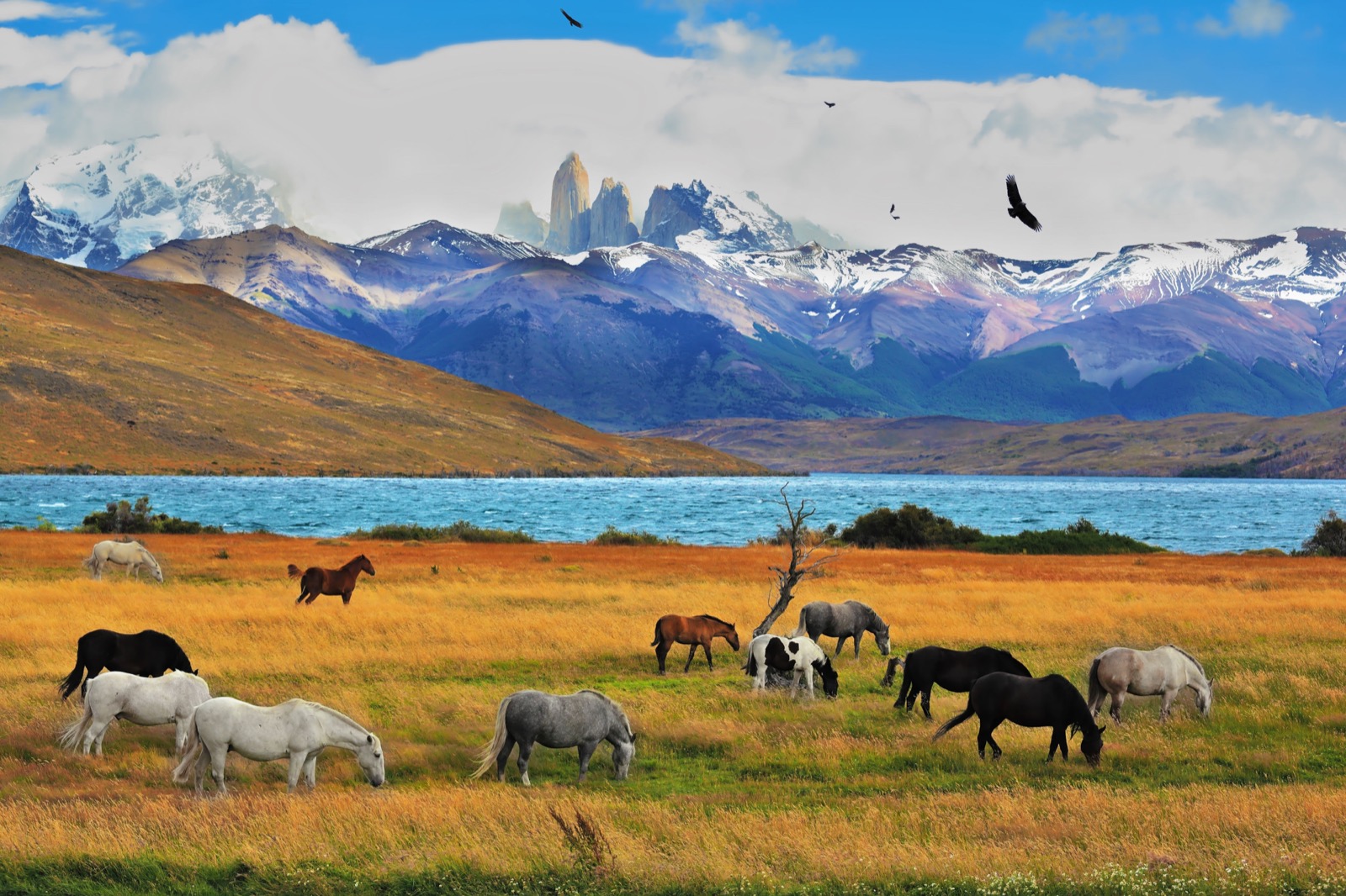 Torres del Paine