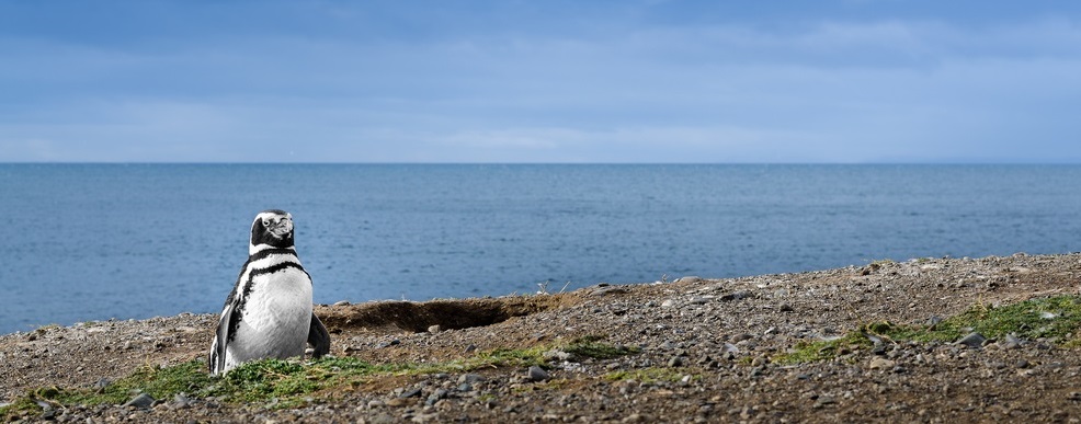 Wulaia Bay - Cape Horn
