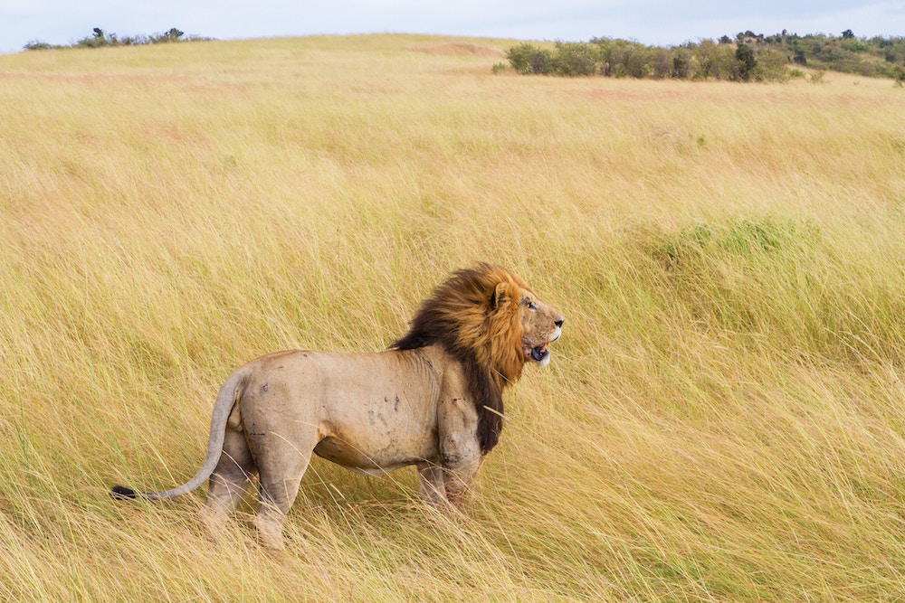 Arrival and transfer to Masai Mara