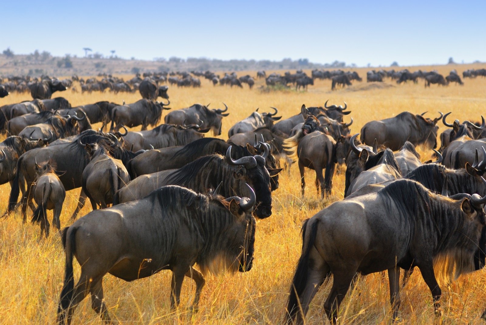 Serengeti - Victoria Falls