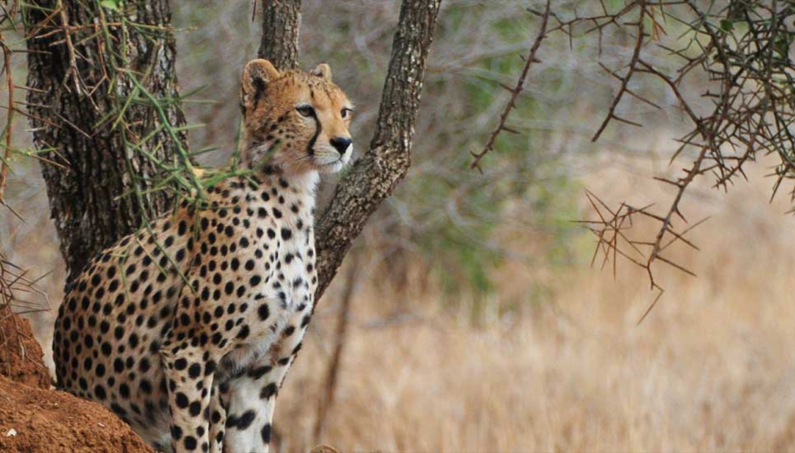 Safari in central Serengeti