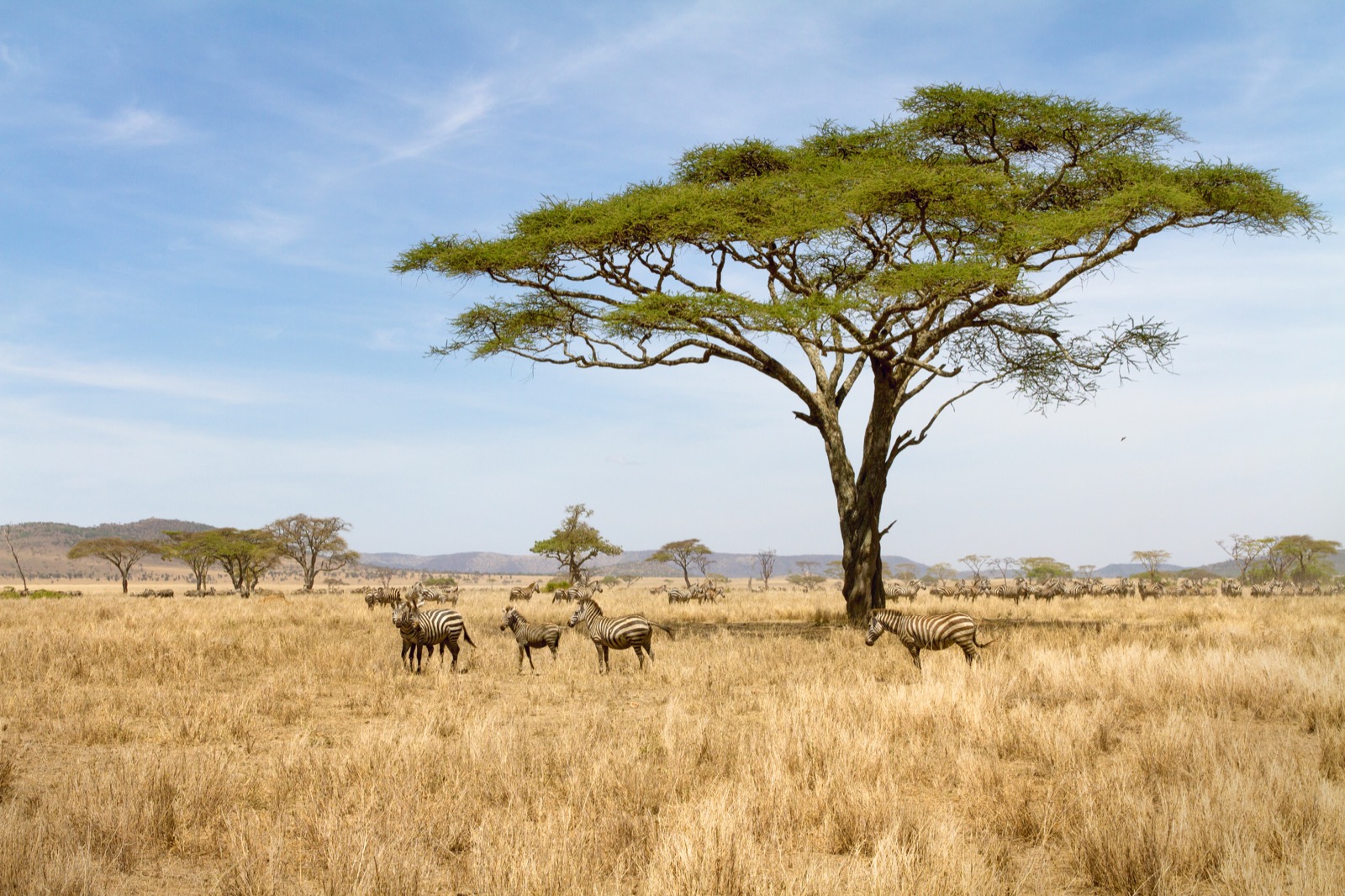 Safari in Tarangire
