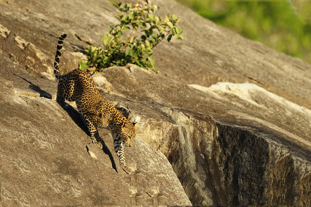 Yala National Park