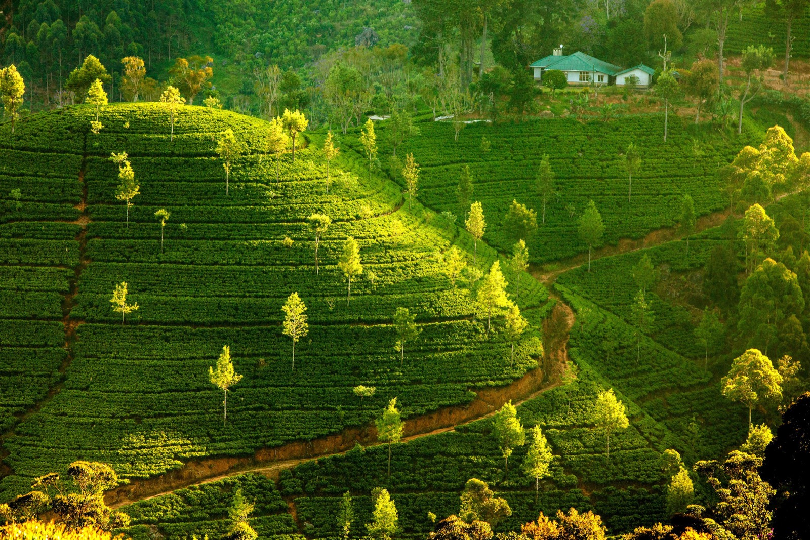 Tea Country